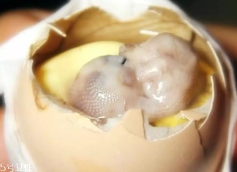 雞仔胎怎么煮？雞仔胎這樣做更美味