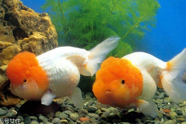 養(yǎng)魚不死的護(hù)膚品安全嗎 護(hù)膚品養(yǎng)魚實(shí)驗真相解析