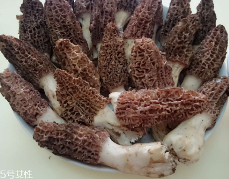 羊肚菌是什么東西？羊肚菌能吃嗎？