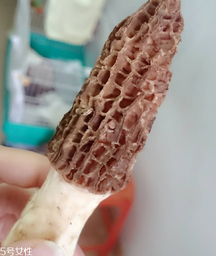 羊肚菌是什么東西？羊肚菌能吃嗎？