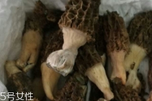 羊肚菌是怎么長出來的？