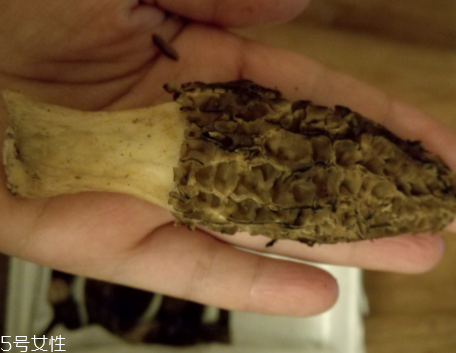 羊肚菌是怎么長出來的？