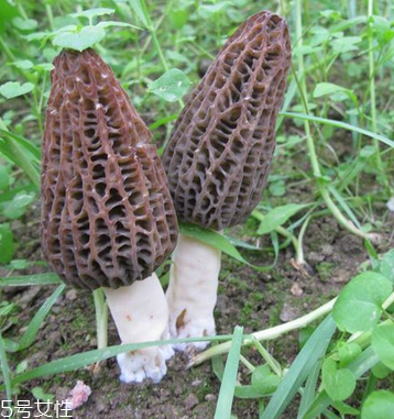 羊肚菌是發(fā)物嗎？羊肚菌屬于發(fā)物嗎？