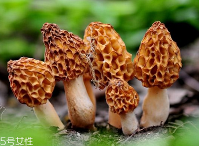 羊肚菌是發(fā)物嗎？羊肚菌屬于發(fā)物嗎？