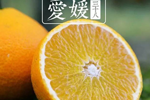 愛媛38號是橙子還是橘子？愛媛38號適合哪里種植？