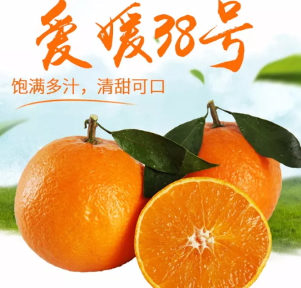愛媛38號(hào)是橙子還是橘子？愛媛38號(hào)適合哪里種植？