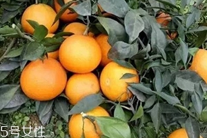 愛媛38號與沃柑哪個好吃？愛媛38號與沃柑對比
