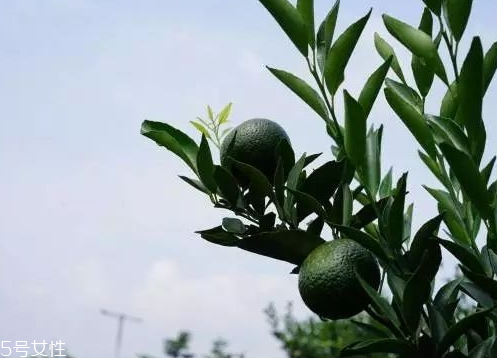 小青柑會(huì)發(fā)霉嗎？小青柑如何保存？