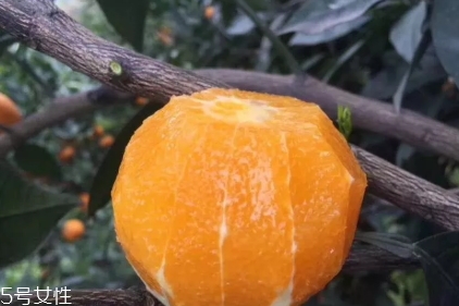 倫晚臍橙口感是酸的還是甜的？倫晚臍橙好吃嗎
