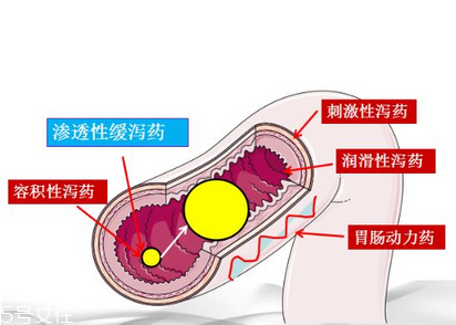 瀉藥吃了多久后開(kāi)始排便？