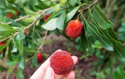 東魁楊梅好吃嗎？東魁楊梅為什么這么火