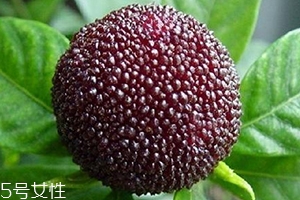 烏酥楊梅多少錢一斤？烏酥楊梅好吃嗎
