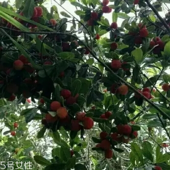 烏酥楊梅多少錢一斤？烏酥楊梅好吃嗎
