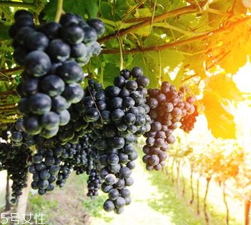 黑提是葡萄嗎？黑提和葡萄的區(qū)別