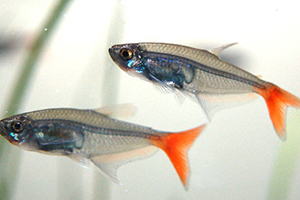 紅尾魚怎么做好吃？紅尾魚的做法大全