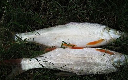 紅尾魚怎么做好吃？紅尾魚的做法大全