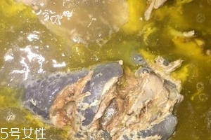 烏骨雞是烏雞嗎？烏骨雞是什么雞？