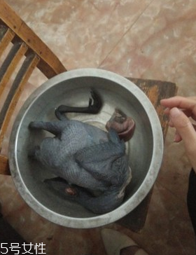 烏骨雞是烏雞嗎？烏骨雞是什么雞？