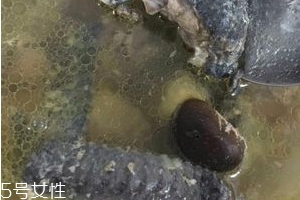 烏雞是發(fā)物嗎？烏雞屬于發(fā)物嗎？