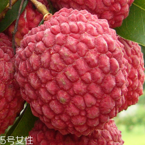 荔枝的品種 荔枝有哪些種類？