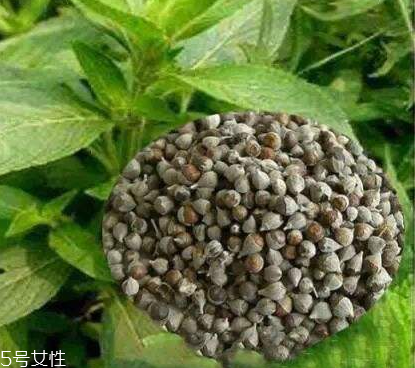 圣潔莓可以長期吃嗎？長期圣潔莓好嗎？