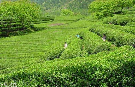 日照綠茶哪個(gè)牌子好？日照綠茶怎么辨別好壞