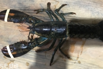 波士頓龍蝦是淡水的嗎？波士頓龍蝦是海里的嗎？