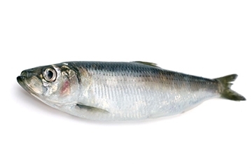 青魚是淡水魚還是海魚？青魚是淡水魚嗎？