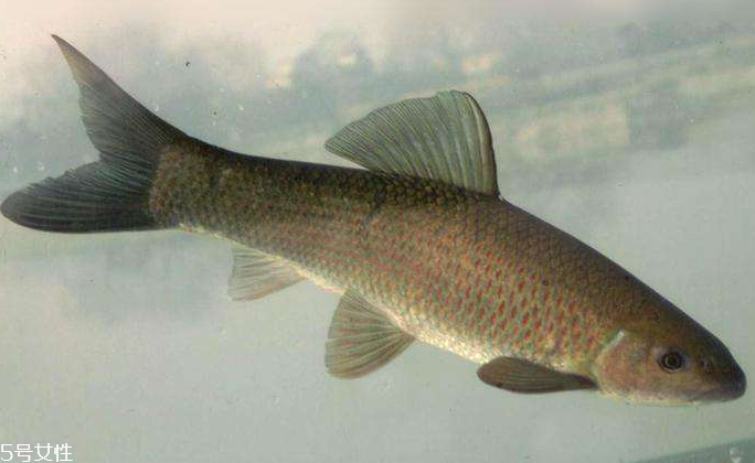 青魚是淡水魚還是海魚？青魚是淡水魚嗎？
