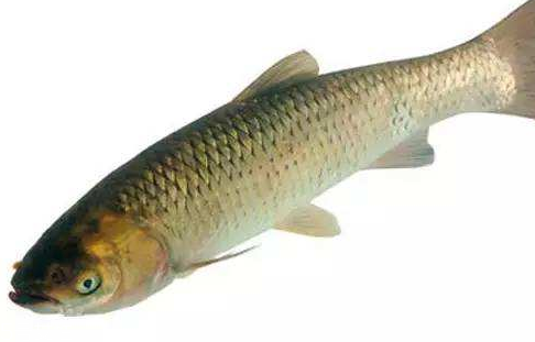 青魚是淡水魚還是海魚？青魚是淡水魚嗎？