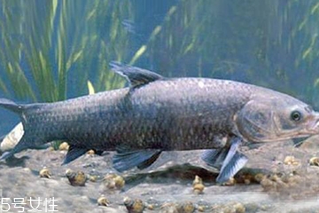 青魚是發(fā)物嗎？吃青魚會過敏嗎？