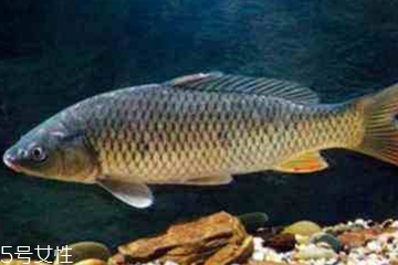 青魚是發(fā)物嗎？吃青魚會過敏嗎？