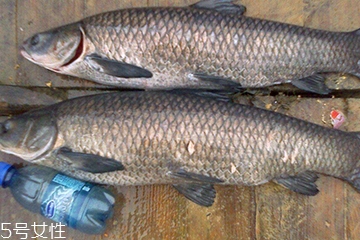 青魚是發(fā)物嗎？吃青魚會過敏嗎？