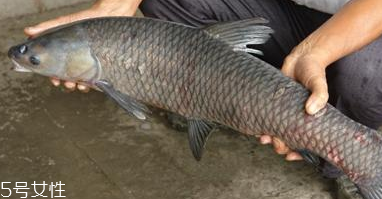 青魚(yú)怎么養(yǎng)殖?青魚(yú)好養(yǎng)嗎？