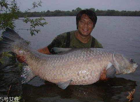 青魚(yú)能做魚(yú)干嗎？青魚(yú)怎么做成魚(yú)干？