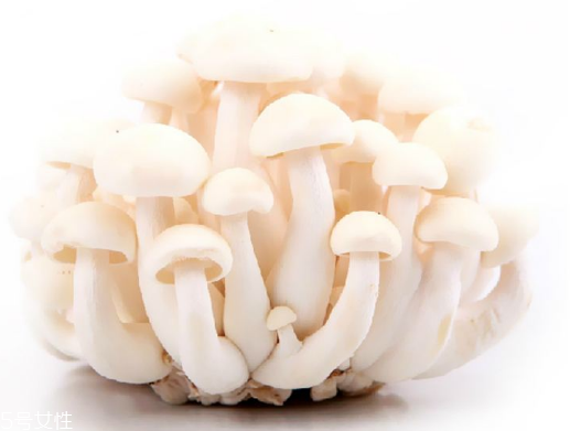 白玉菇和海鮮菇的區(qū)別 白玉菇和海鮮菇是一樣的嗎？