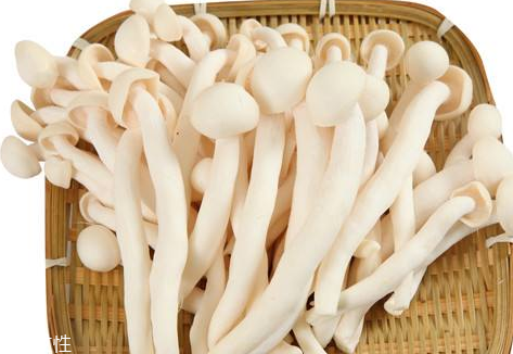 白玉菇的營養(yǎng)價值 白玉菇有什么營養(yǎng)？