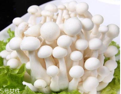 白玉菇的選購(gòu)技巧 白玉菇怎么挑選？