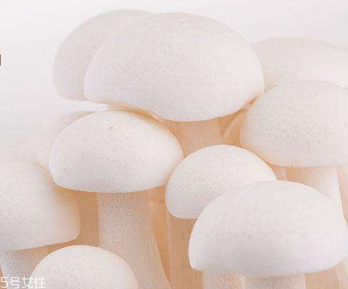 白玉菇的吃法 白玉菇能燉雞嗎？