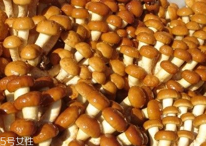 滑子菇的功效 滑子菇有什么作用？