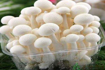 白玉菇為什么是苦的？白玉菇怎么會苦？