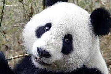 激光去黑眼圈多久恢復(fù)？激光除黑眼圈多久見效