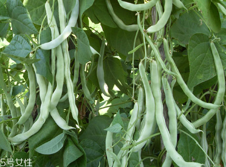 蕓豆是發(fā)物嗎？皮膚過(guò)敏的人能吃蕓豆嗎？