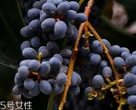 女貞子能和旱蓮草一起吃嗎？女貞子和旱蓮草的用量
