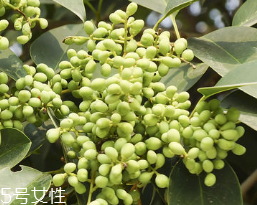 女貞子怎么保存？女貞子怎么保存最好？
