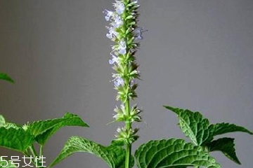 藿香是發(fā)物嗎？皮膚過敏的人能吃藿香嗎？