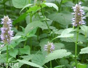 藿香是發(fā)物嗎？皮膚過敏的人能吃藿香嗎？