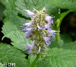 藿香是涼性還是熱性？藿香是熱性嗎？