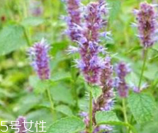 藿香能生吃嗎？藿香味道好嗎？