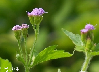 藿香和麝香是一樣嗎？藿香和麝香的區(qū)別
